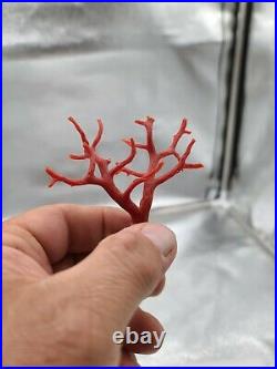 Red Coral Limb Cast Very Rare Spanish Coast