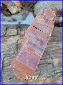 Red Petrified Wood 5 Lbs Quality Specimen 7.5× 7× 2.5