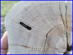 Repaired 2 Thick Live Oak, Polished Petrified Wood San Jacinto County, Texas