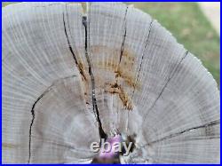 Repaired 2 Thick Live Oak, Polished Petrified Wood San Jacinto County, Texas