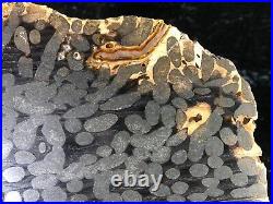 Rip Cut Teredo Bored Petrified Wood Slab N Dakota Canon Ball Formation 7.25x55
