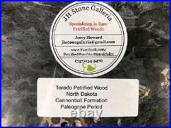 Rip Cut Teredo Bored Petrified Wood Slab N Dakota Canon Ball Formation 7.25x55