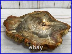 Rock oil candle petrified wood fossil