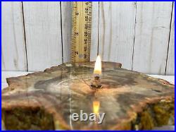 Rock oil candle petrified wood fossil