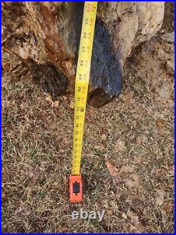 Rough/Detailed Arkansas Petrified Wood, 1000-1500 Lb