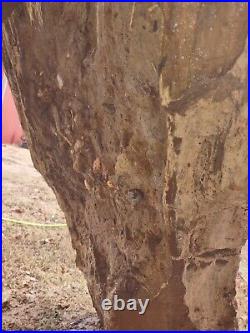 Rough/Detailed Arkansas Petrified Wood, 1000-1500 Lb