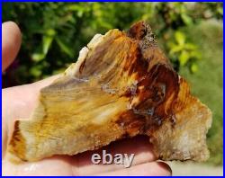 Rough Hell's Canyon Petrified Wood Slab End Cut Irregular Thickness