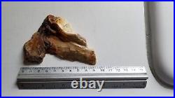 Rough Hell's Canyon Petrified Wood Slab End Cut Irregular Thickness