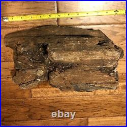 Rough unpolished petrified wood log fossil Petrified 12 Outstanding