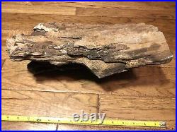 Rough unpolished petrified wood log fossil Petrified 15 Outstanding