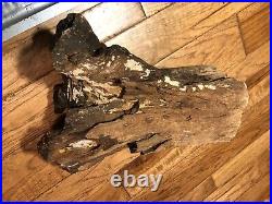 Rough unpolished petrified wood log fossil Petrified 15 Outstanding