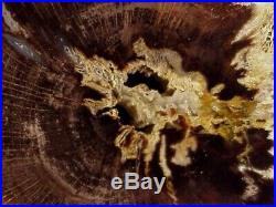 Rw Choice/polished Oak Petrified Wood Round Deschutes, Oregon