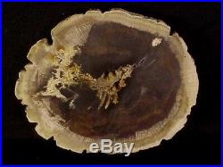 Rw Choice/polished Oak Petrified Wood Round Deschutes, Oregon