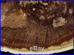 Rw Perfect Oak Petrified Wood Round Deschutes, Oregon