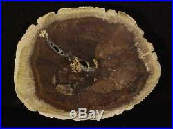 Rw Perfect Oak Petrified Wood Round Deschutes, Oregon