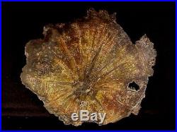 Rw Rare/choice Petrified Wood Round Deschutes Oak