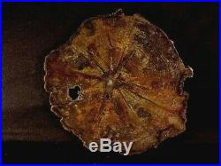 Rw Rare/choice Petrified Wood Round Deschutes Oak At It's Best