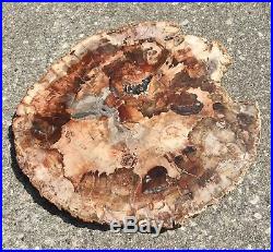 SALE Beautiful Extra Large Polished Petrified Wood Slab from Madagascar (08)