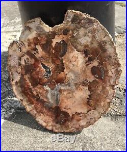 SALE Beautiful Extra Large Polished Petrified Wood Slab from Madagascar (08)