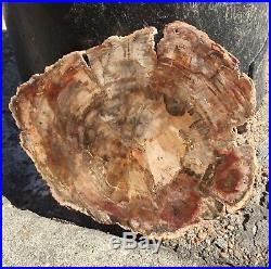 SALE Beautiful Large Polished Petrified Wood Slab from Madagascar (01)
