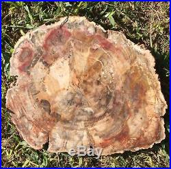 SALE Beautiful Large Polished Petrified Wood Slab from Madagascar (01)