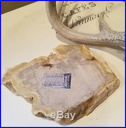 SALE Extra Large Polished Petrified Wood Bowl Slab from Indonesia 6lbs 8 oz