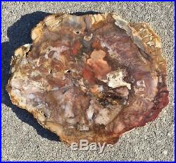 SALE. Polished Petrified Wood Slab from Madagascar araucaria tree 13 1/2'