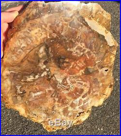 SALE. Polished Petrified Wood Slab from Madagascar araucaria tree 13 1/2'