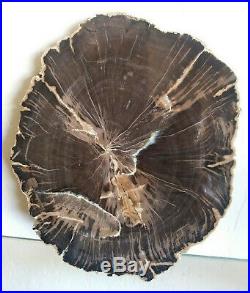 SCHILDERIA Arizona Petrified Wood Slab 7.25 x 6.25 Polished+++