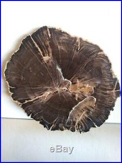 SCHILDERIA Arizona Petrified Wood Slab 7.25 x 6.25 Polished+++