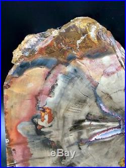 SMB OUTSTANDING Rainbow Petrified Wood CHINLE w / Agate Fortifications 4.92lb