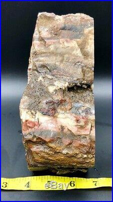 SMB OUTSTANDING Rainbow Petrified Wood CHINLE w / Agate Fortifications 4.92lb
