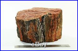 SUPER LARGE PETRIFIED WOOD ARIZONA LOG 49+ lb Mineral Rock Collector Fossil