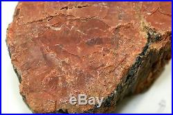 SUPER LARGE PETRIFIED WOOD ARIZONA LOG 49+ lb Mineral Rock Collector Fossil