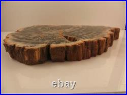 S. V. F Fossil Wood Slice 23.7cm across, polished both sides 1665 grams
