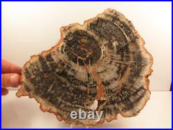 S. V. F Fossil Wood Slice 23.7cm across, polished both sides 1665 grams
