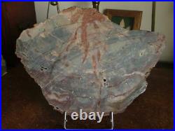 S. V. F -Very Large Fossil Wood Slice 42cm across, polished both sides 4.8kg