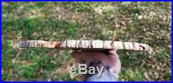Scottelia Achariaceae Brazos County Texas Yegua Large Polished petrified Wood