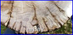 Scottelia Achariaceae Brazos County Texas Yegua Large Polished petrified Wood