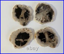 Set of 4 Petrified Wood Coasters From Indonesia