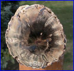 SiS 10 PERFECT FENCE POST Petrified Woodworthia Log with Fork Scar- Zimbabwe