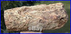SiS 10 PERFECT FENCE POST Petrified Woodworthia Log with Fork Scar- Zimbabwe