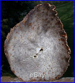 SiS 11+ BURMESE Petrified Palm Wood Heel Cut Fossil Palmoxylon from Myanmar