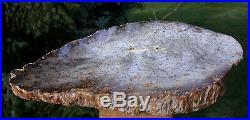 SiS 11+ BURMESE Petrified Palm Wood Heel Cut Fossil Palmoxylon from Myanmar