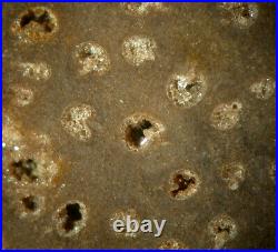 SiS 11 BURMESE Petrified Palm Wood Specimen Slab with MICRO-GEODES! -Palmoxylon
