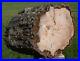 SiS_11_lb_BURMESE_Petrified_Palm_Wood_Log_Fossil_Palmoxylon_from_Myanmar_01_ktwa