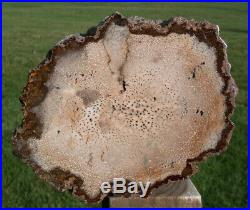 SiS 11 lb. BURMESE Petrified Palm Wood Log Fossil Palmoxylon from Myanmar