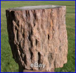 SiS 11 lb. BURMESE Petrified Palm Wood Log Fossil Palmoxylon from Myanmar