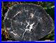 SiS_14_Chinle_BLACK_FOREST_Petrified_Wood_Round_Arizona_Pullisilvaxylon_01_mge