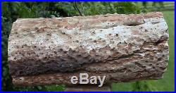 SiS 16+ lb. MONSTER Petrified Wood Woodworthia Log MY BIGGEST Zimbabwe Post